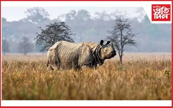 কাজিৰঙাৰ জনাঞ্চলত এশিঙীয়া গঁড়