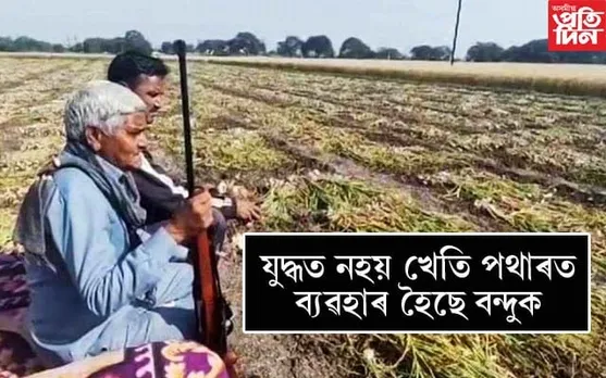 নহৰুৱে জ্বলাইছে কৃষককো ! হাতত বন্দুক লৈ খেতি পথাৰত পাৰ কৰিছে দিন-ৰাতি 