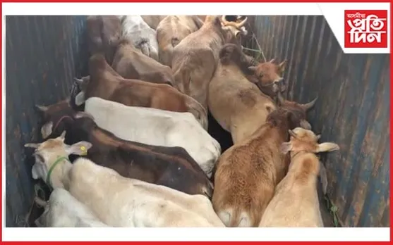 তামাৰহাটত আৰক্ষীৰ চোৰাং গৰু বিৰোধী অভিযান