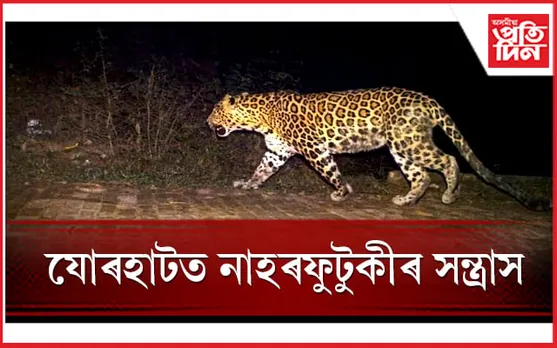 যোৰহাটত মুক্ত বিচৰণ নাহৰফুটুকীৰ