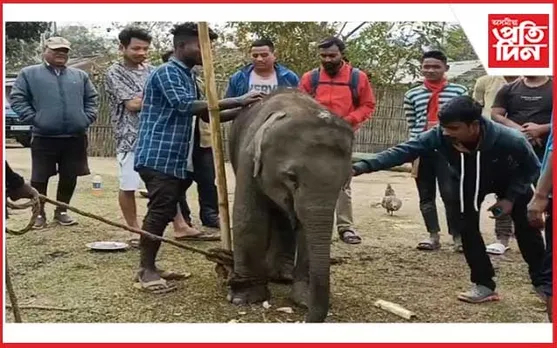 কাজিৰঙাত বাঘৰ আক্ৰমণত আহত হাতী পোৱালী