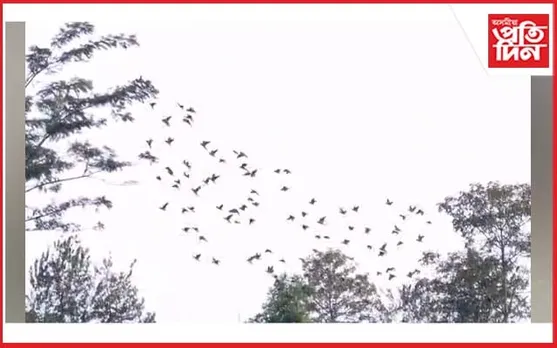 জামুগুৰিহাটত দুষ্প্ৰাপ্য এজাক ভাটৌ চৰাইৰ নান্দনিক দৃশ্য