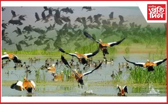 লাওখোৱা অভয়াৰণ্যত চোৰাং চিকাৰীৰ উপদ্ৰপ