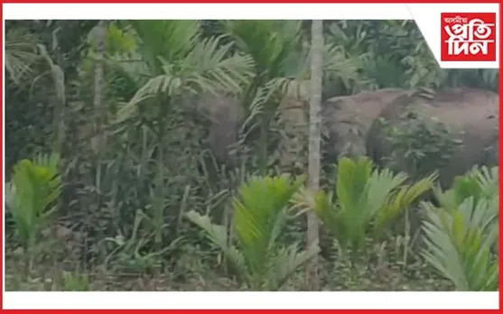 কচুৱাৰ চানখোলাত বন্যহস্তীৰ উপদ্ৰৱ : হাতীৰ আক্ৰমণত আহত বন বিষয়া