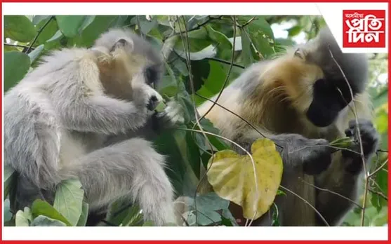 আজি বিশ্ব বন্যপ্ৰাণী দিৱসঃ পুৱাই কাজিৰঙাত নয়নাভিৰাম দৃশ্য..