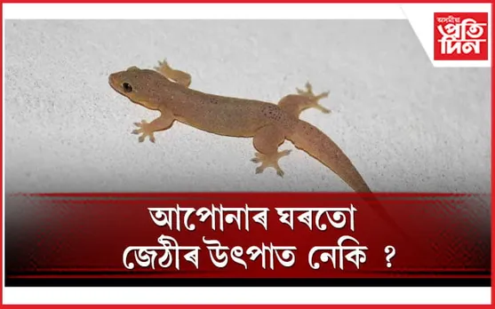 এই ঘৰুৱা প্ৰতিকাৰৰে দূৰ কৰক জেঠীৰ সন্ত্ৰাস