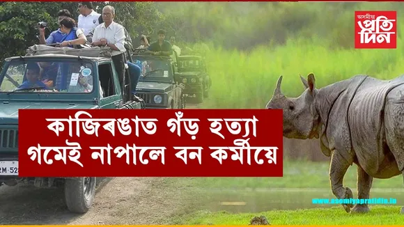 কাজিৰঙাত পুনৰ গঁড় হত্যাঃ গমেই নাপালে বন কৰ্মীয়ে, পৰ্যটকেও দেখিলে মৃত গঁড়...