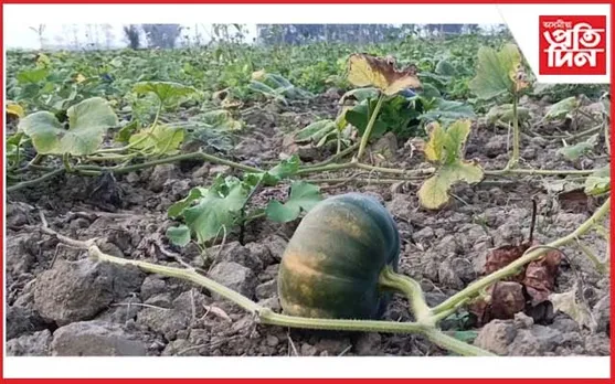 বোকাখাতত কৃষি মন্ত্ৰী অতুল বৰাৰ "ছয় কোটি টকাৰ ৰঙালাওৰ জয়ঢোল" আৰু ৰবি শস্যৰ প্ৰকৃত ছবিখন...