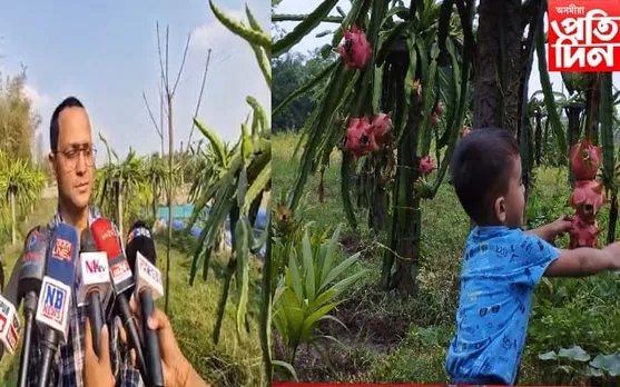 জামুগুৰিহাটত ড্ৰেগন ফলৰ খেতিৰে স্বাৱলম্বিতাৰ নিদৰ্শন যুৱকৰ