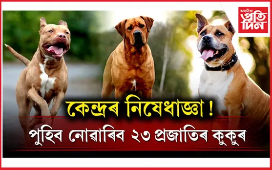 ঘৰত কুকুৰ ৰখাৰ আগতে পঢ়ক এই খবৰ: কেন্দ্ৰই নিষিদ্ধ কৰিলে ২৩ প্ৰজাতিৰ কুকুৰ...