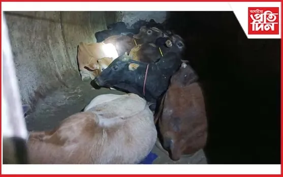 টেংকাৰত তেল নহয়, ২২ টা চোৰাং গৰুঃ চামগুৰি আৰক্ষীৰ অভিযানত জব্দ
