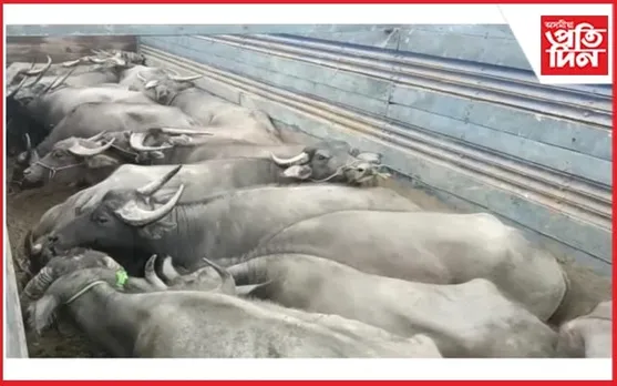 উজনি অসমত অব্যাহত আছে গৰু-ম'হৰ চোৰাং বেহাঃ একেনিশাই ৪৫ টা ম'হ চুৰি