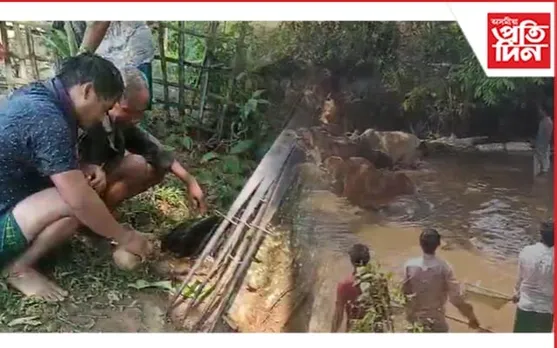 ডিমৰীয়াৰ কাৰ্বিসকলে পালন কৰিলে চৰং লাং কাপালো...