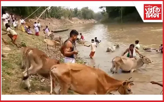 আজি গৰু বিহু...