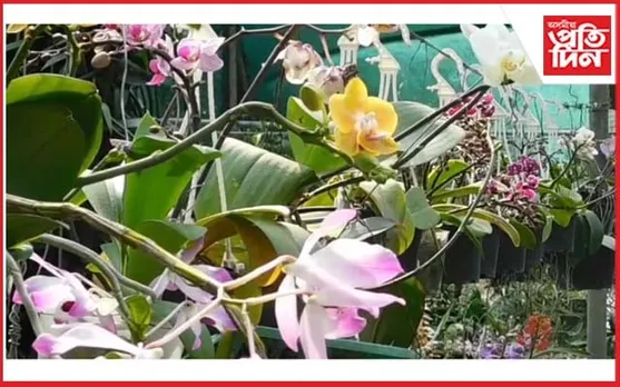 বসন্তৰ পৰশত নানাৰঙী ফুলেৰে জাতিস্কাৰ কাজিৰঙা জাতীয় অৰ্কিড উদ্যান
