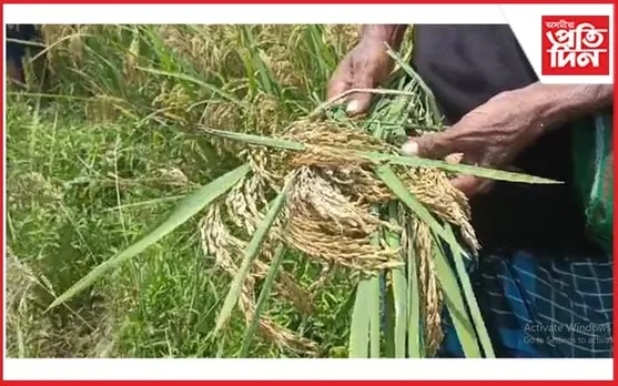 বিপদত কৃষকঃ ধান নহয় বিশ্বনাথত মোনে মোনে ওলাইছে পতান..