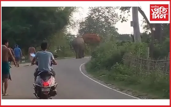 বৈঠালাংছ'ৰ ৰাজপথত বন্যহস্তীৰ খাদ্যৰ সন্ধানত মুক্ত বিচৰণ...