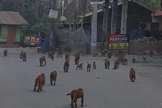 মঙলদৈত বান্দৰৰ সন্ত্ৰাস...