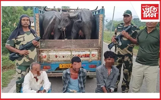 বাংলাদেশলৈ সৰবৰাহৰ সময়তে কাছাৰ -কৰিমগঞ্জত ৯ টা গৰু-ম'হ জব্দ BSFৰ