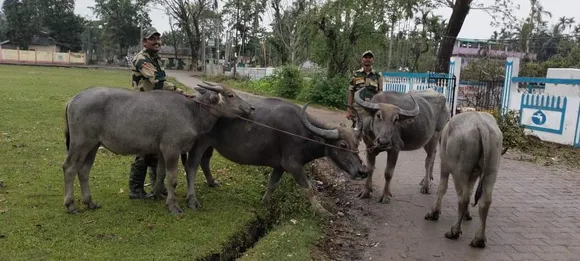 বাংলাদেশলৈ সৰবৰাহ কৰাত ব্যৰ্থঃ কাছাৰত চাৰিটা চোৰাং ম'হ জব্দ বিএছএফৰ... 