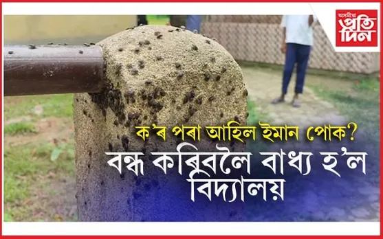 অচিন পোকৰ সন্ত্ৰাসত ব্যাহত পাঠদানঃ ৩ দিনলৈ বন্ধ কলিয়াবৰৰ এখন বিদ্যালয়...