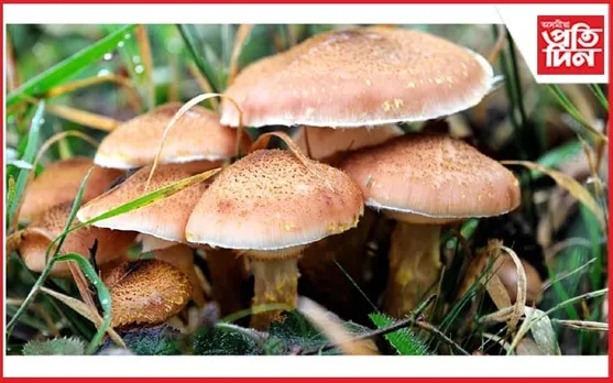 বিষাক্ত কাঠফুলা খায় ৯জন চিকিৎসাধীন...
