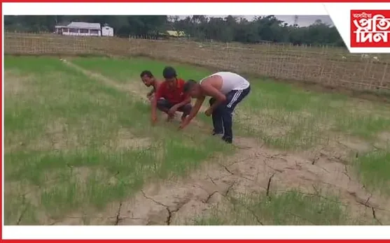 বিপদত কৃষকঃ চৰকাৰী ধানৰ বীজৰ পৰা নগজিল কঠিয়া 