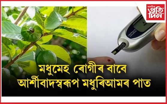 মধুৰিআমৰ দৰেই ইয়াৰ পাতকেইটাও খুবেই গুণসম্পন্ন