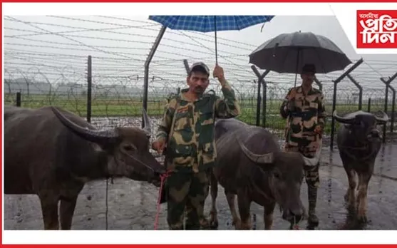 কাছাৰত ৮ টা চোৰাং ম'হ জব্দ