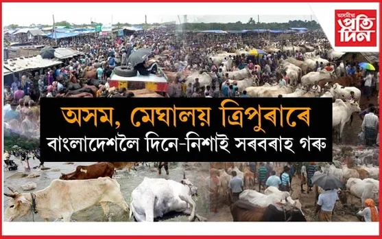 বাংলাদেশৰ বজাৰ ভৰিছে ভাৰতীয় গৰুৰেঃ চিন্তিত দেশখনৰ স্থানীয় গোপালক...