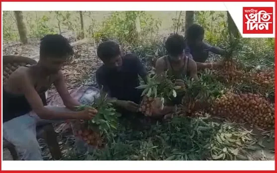 চতিয়া,ইটাখোলাত লিচু খেতিৰে স্বাৱলম্বিতাৰ নিদৰ্শন নিৱনুৱাৰ