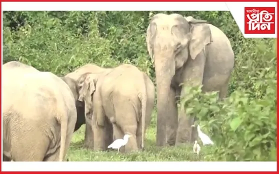 গোলাঘাটৰ থুৰামুখৰ দহনীৰ জনাঞ্চলত খাদ্যৰ সন্ধানত বন্যহস্তীৰ মুকলি বিচৰণ...