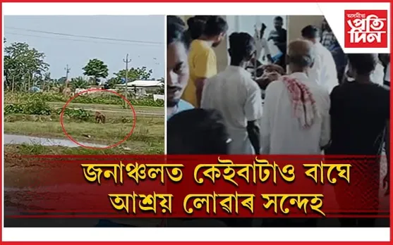 বানপানীৰ মাজতে বাঘৰ আক্ৰমণত দুজন আহতঃ এজনৰ অৱস্থা সংকটজনক... 