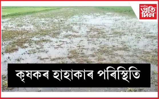 নগাঁৱত বানত ক্ষতিগ্ৰস্ত হাজাৰ হাজাৰ  হেক্টৰ কৃষিভূমি...