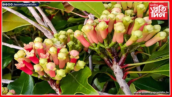 ঘৰতে কিদৰে কৰিব লঙৰ খেতি...
