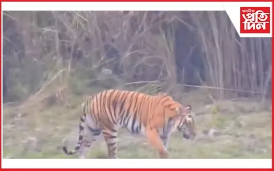 বোকাখাত যোগনীয়াত বাঘৰ আক্ৰমণত গুৰুতৰ ভাবে আহত এজন...