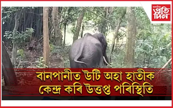 হাজোৰ ৰামদিয়াত বনৰীয়া হাতীক কেন্দ্ৰ কৰি বন বিভাগক ককৰ্থনা...