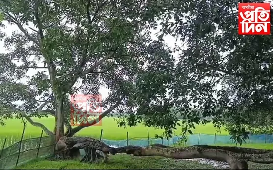 আস্থাৰ প্ৰতীক এজোপা বট গছ