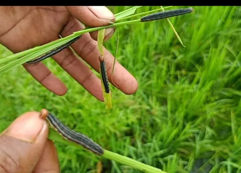 তুৰুং গাঁৱৰ খেতিপথাৰত পোকৰ উপদ্ৰৱ