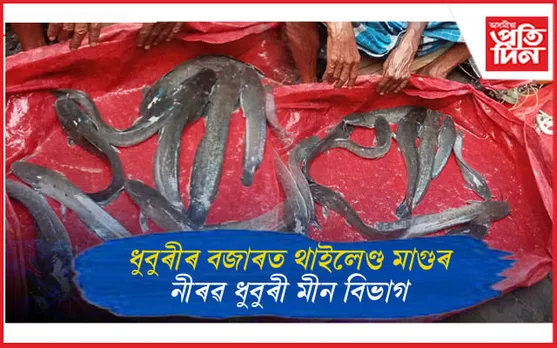 ১৮০ টকা কেজিত বিক্ৰী নিষিদ্ধ থাইলেণ্ড মাগুৰ...