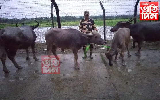 বাংলাদেশলৈ সৰবৰাহৰ সময়ত কাছাৰত ৪টা চোৰাং ম'হ জব্দ