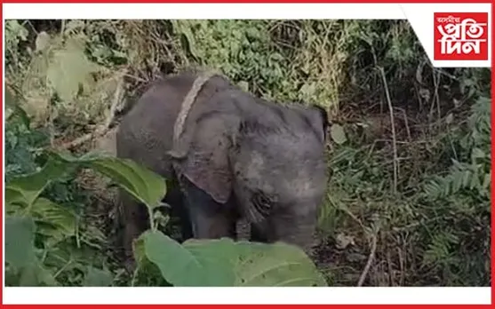বিহালীৰ ভীমদঙাত হাতী পোৱালি উদ্ধাৰ...