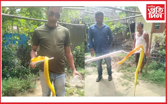 তিতাবৰত বিৰল প্ৰজাতিৰ হালধীয়া ছালাজাৰ পিট ভাইপাৰ সাপ উদ্ধাৰ...