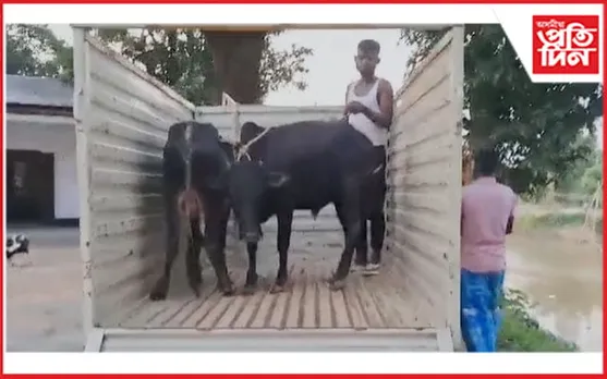 গোশালাৰ কৰ্মী, ভিডিপি সম্পাদক নামিছে গৰুৰ চোৰাং সৰবৰাহত ! তিনিজনক গ্ৰেপ্তাৰ