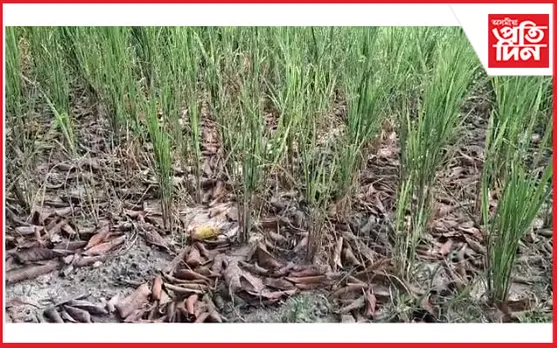বগা হাতীত পৰিণত জামুগুৰিহাটৰ জলসিঞ্চন আঁচনি... 