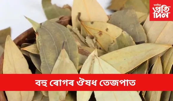 তেজপাতৰো আছে আশ্বৰ্যকৰ গুণাগুণ