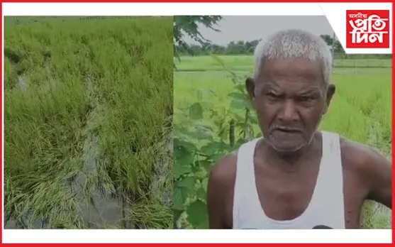 বিহালীৰ কেইবাটাও অঞ্চলত বন্যহস্তীৰ উপদ্ৰৱ : মূৰে-কপালে হাত দিছে কৃষকে