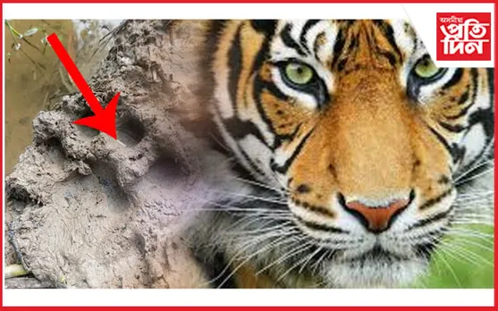 বৰহোলা বিজয় নগৰ গাঁৱত বাঘৰ আতংক...
