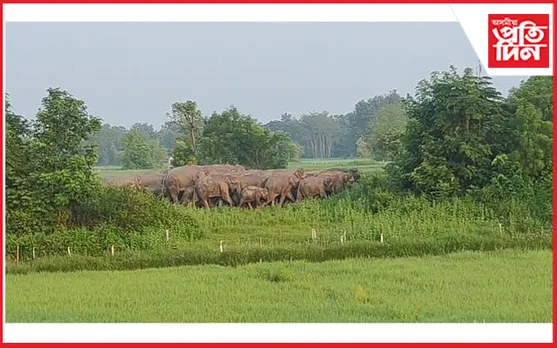 হাৱাইপুৰত বন্যহস্তীৰ উপদ্ৰৱঃ শ শ কৃষকৰ ধাননি পথাৰ তহিলং 