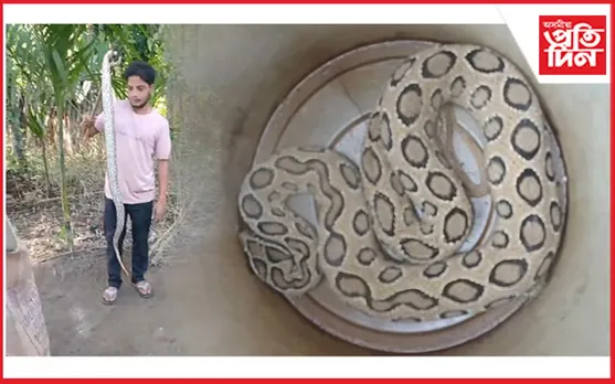 হাতিপোতা গাঁৱত বিষাক্ত ৰাছেল ভাইপাৰ উদ্ধাৰ